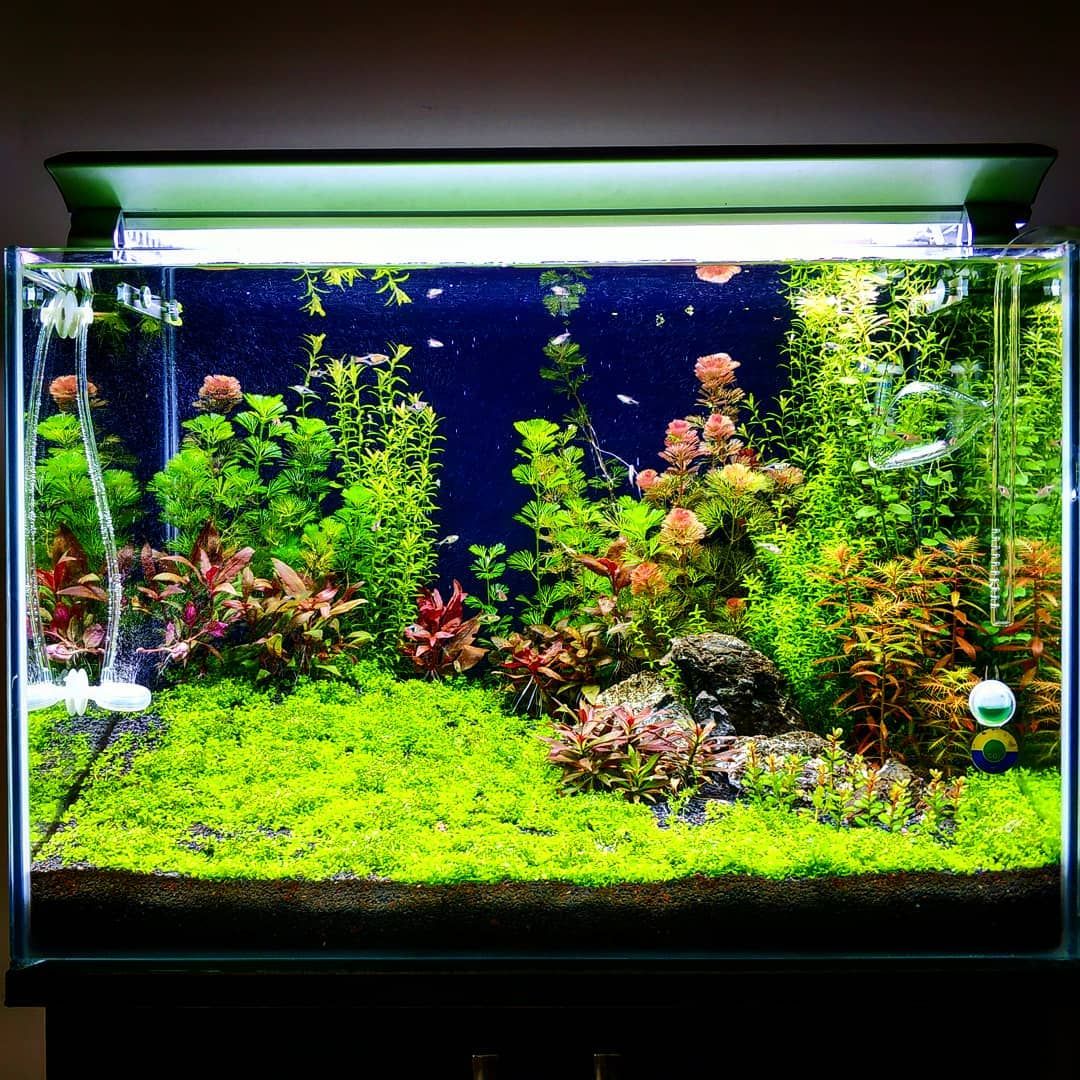 What are the benefits of using LED lights for aquariums with plants?